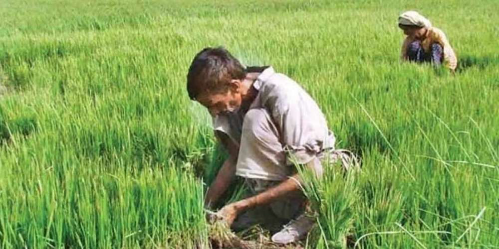 pradhan mantri pik vima yojana